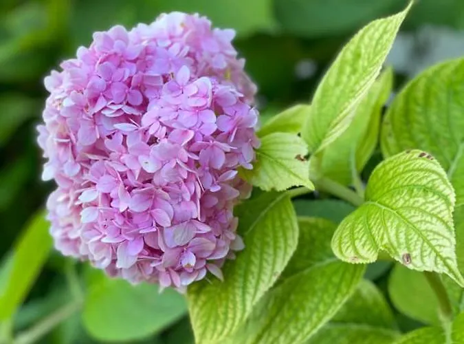 Grifone Отель 2*